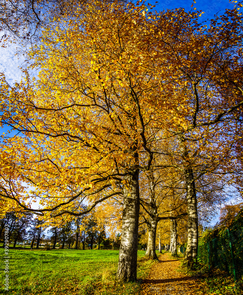 Naklejka premium tree at a forest