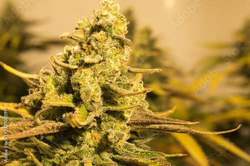 Close-up of bud cutting with inner marijuana trichomes, Matanuska