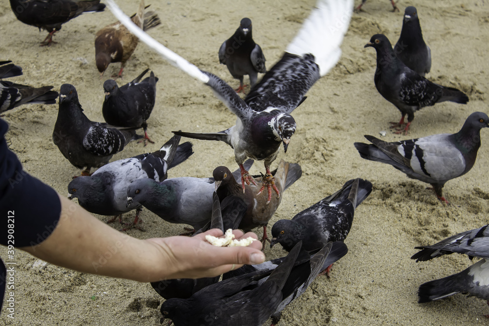 Fototapeta premium Feeding the pigeons