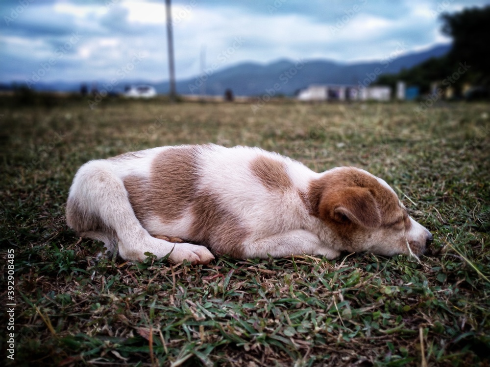 dog sleeping on the grass hd cute puppy sleeping in dramatic sky in the background
