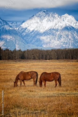 Wyoming Horses Grazing