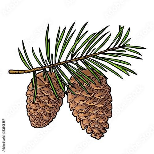 Pine cone and branch of fir tree. Vector vintage black engraving illustration.