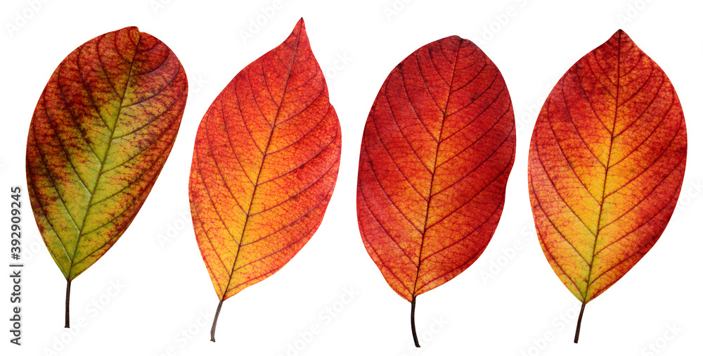 Obraz premium autumn buckthorn leaves on a white background.