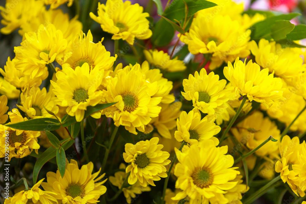 Bouquet of yellow chamomile flowers in bloom in the street market Bouquet of yellow chamomile flowers in bloom in the street market