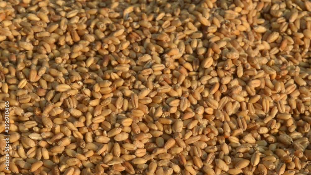 Seamless wheat grain texture pattern in morning sunlight. Natural dry raw organic food grain. Top view background. Dried breakfast cereal Macro shot. Closeup. Agriculture harvest concept. Seamless wheat grain texture pattern in morning sunlight. Natural dry raw organic food grain. Top view background. Dried breakfast cereal Macro shot. Closeup. Agriculture harvest concept.