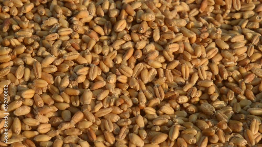 Seamless wheat grain texture pattern in morning sunlight. Natural dry raw organic food grain. Top view background. Dried breakfast cereal Macro shot. Closeup. Agriculture harvest concept.