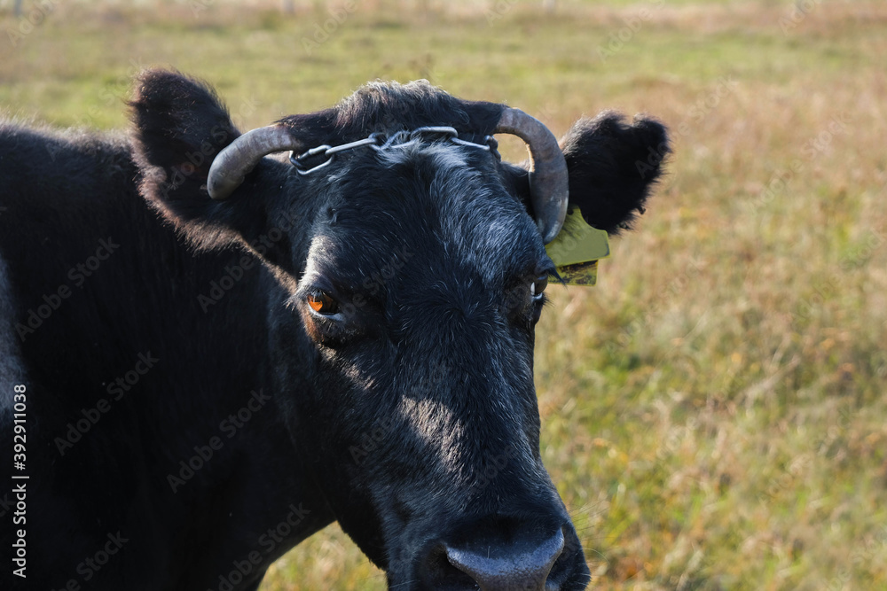Cow's head. Brown eye of a black cow, lit by the sun. Wet nose. Copy space. Cow's head. Brown eye of a black cow, lit by the sun. Wet nose. Copy space.