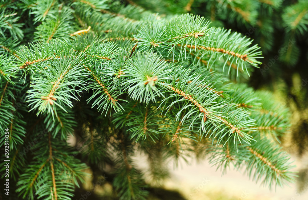 green fir tree branch green fir tree branch
