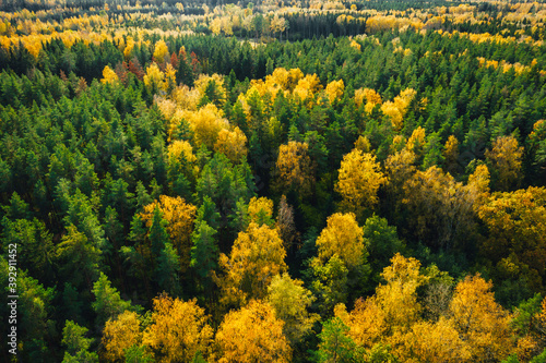 Aerial view on colourful forest in autumn season, forest with small road from above.