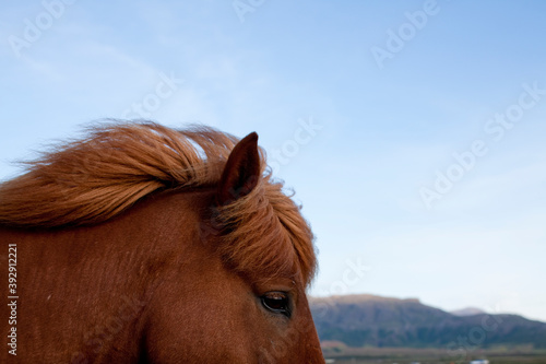 Icelandic Horses  Gullfoss
