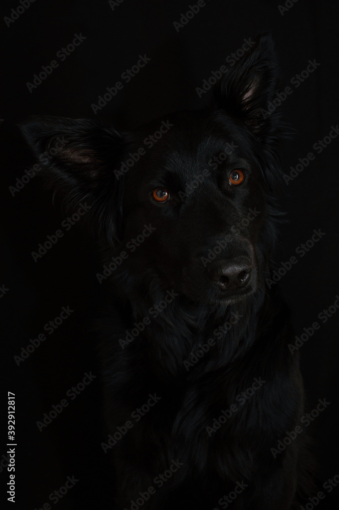 black shiny dog walks in nature black shiny dog walks in nature