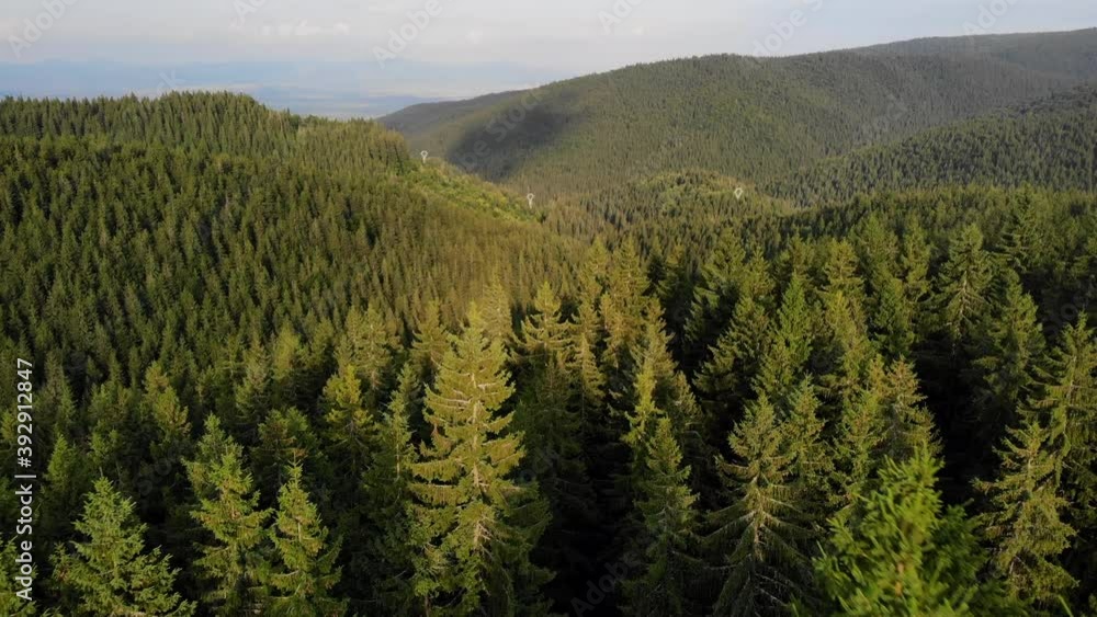 Aerial drone view of pine tree forest in Romania Aerial drone view of pine tree forest in Romania