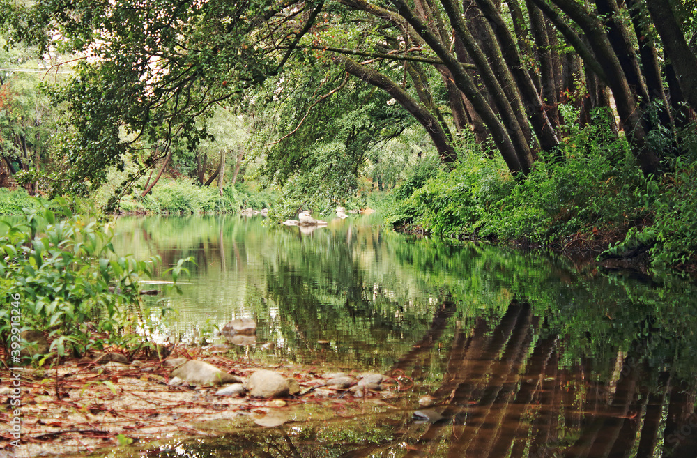 Obraz premium Natural landscape in the forest, trees, river and reflections