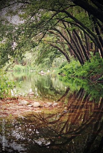 Natural landscape in the forest  trees  river and reflections