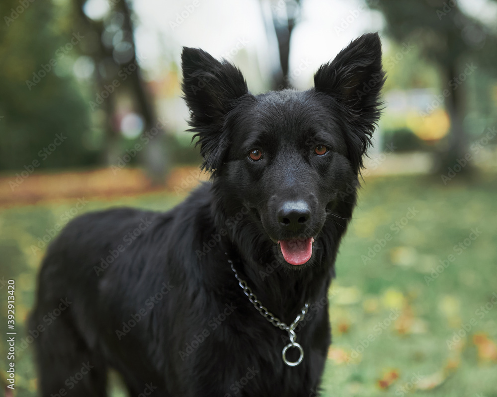 black shiny dog walks in nature black shiny dog walks in nature