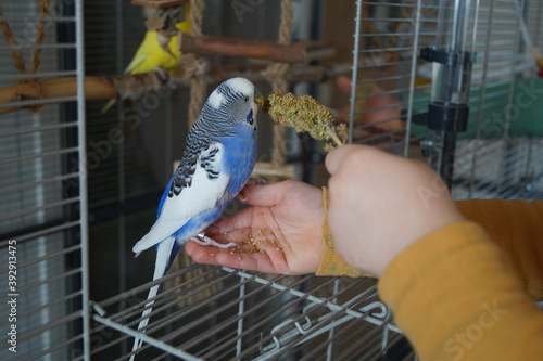 wellensittich auf Kinderhand
