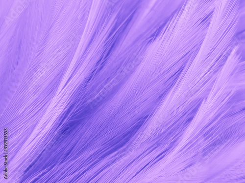 Beautiful abstract purple feathers on dark background, blue feather texture on black pattern, purple background, colorful feather wallpaper, love valentines day, dark texture