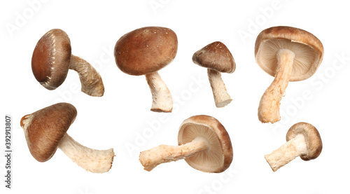 Set of fresh shiitake mushrooms on white background. Banner design