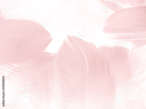 Beautiful abstract light pink feathers on white background,  white feather frame texture on pink pattern and pink background, love theme wallpaper and valentines day © Weerayuth