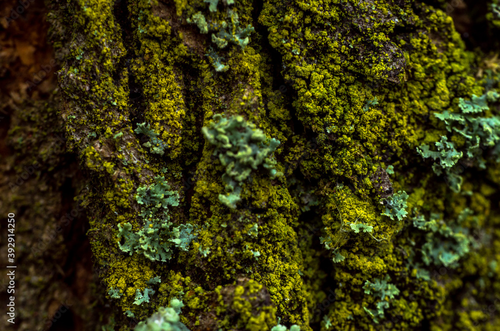 Lichen and moss on tree bark Lichen and moss on tree bark