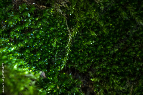 Macro photo of green moss 