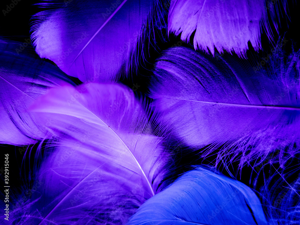Fototapeta premium Beautiful abstract purple feathers on dark background, blue feather texture on black pattern, purple background, colorful feather wallpaper, love valentines day, dark texture