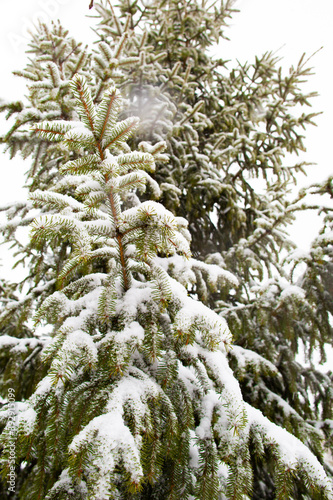 On a white background of the sky on the fir branches there is snow for the new year. © Oleg