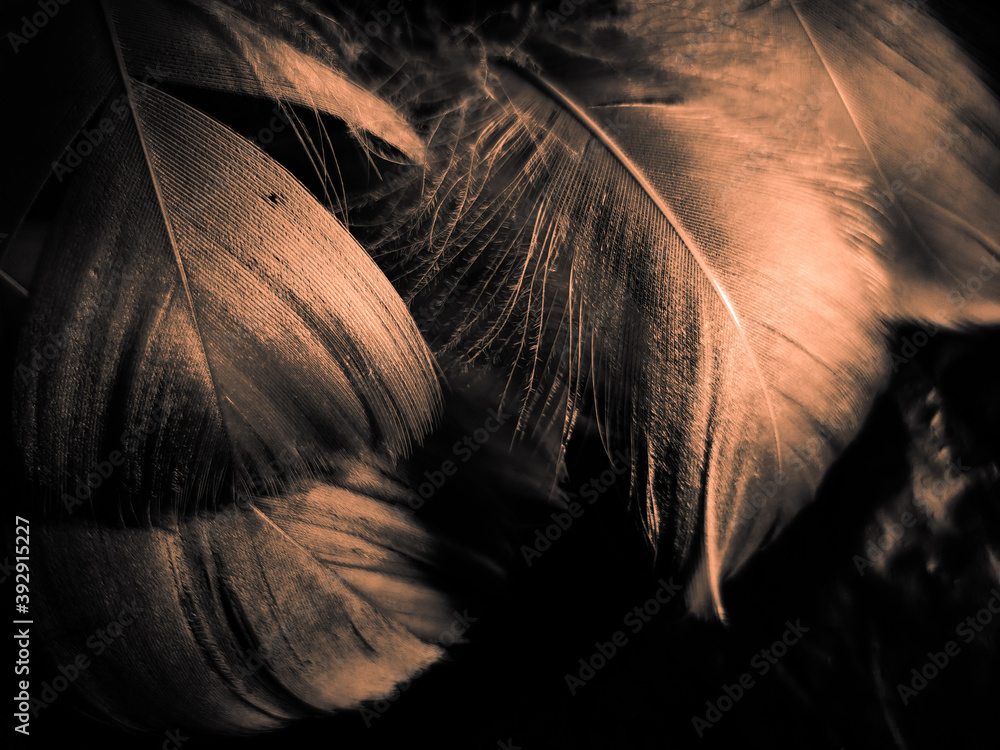 Obraz premium Beautiful abstract orange feathers on dark background, soft brown feather texture on pattern background, yellow feather background, love theme, valentines day