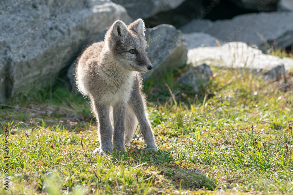Naklejka premium Arctic fox
