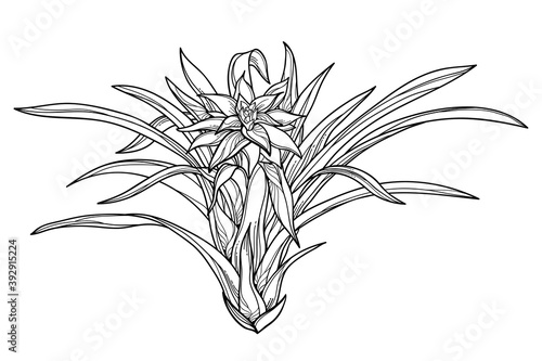 Bush of outline tropical Guzmania or tufted airplant with flower and leaf in black isolated on white background. photo