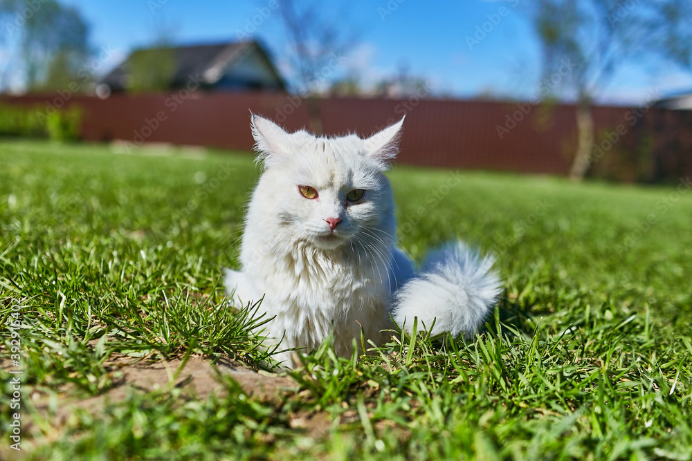 White cat sits on green grass in summer in the heat