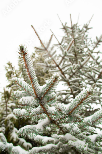 On a white background of the sky on the fir branches there is snow for the new year.