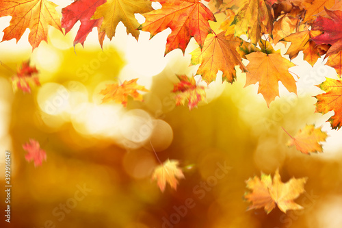 Beautiful colorful autumn leaves on blurred background