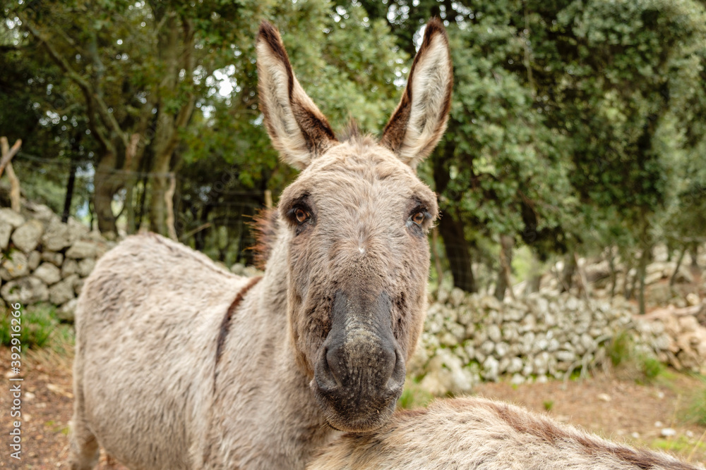 burro, camino des Cingles ( cami des Binis), Fornalutx, Mallorca, balearic islands, Spain burro, camino des Cingles ( cami des Binis), Fornalutx, Mallorca, balearic islands, Spain