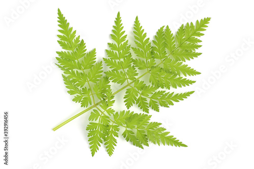 Exotic fern, branch with leaves, close-up on white, isolate. Top view, flat lay. photo