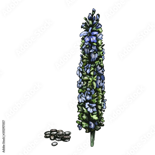 Chia plant and seeds. Vector color vintage hatching illustration isolated