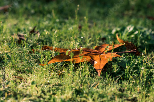 Fallen leaf © Agrecordingstudiolmg