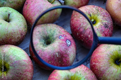 Foto Apple magnified with a magnifying glass of bitter spot or bitter pit