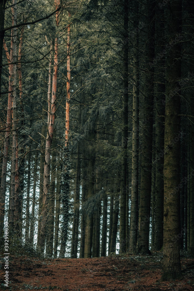 Obraz premium forest in autumn