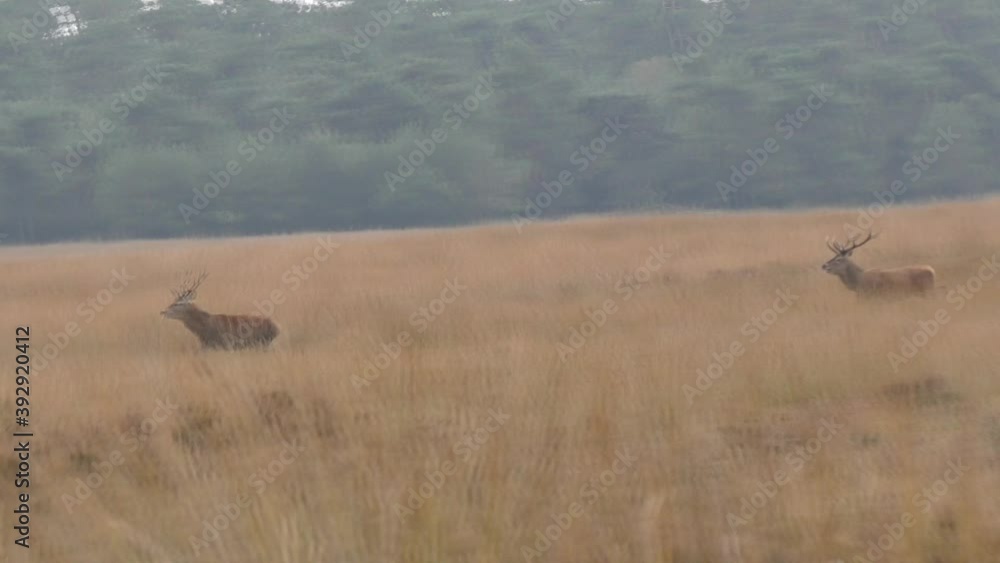 flock of deers with antlers running true a dutch moorland flock of deers with antlers running true a dutch moorland