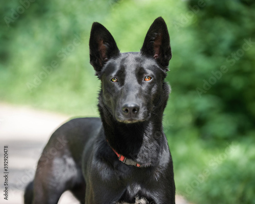 black shiny dog for a walk on a sunny day