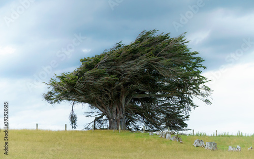 Nieuw Zeeland - In Southland staat altijd een krachtige westenwind. Precies de kant waar we ons naar toe worstelen photo