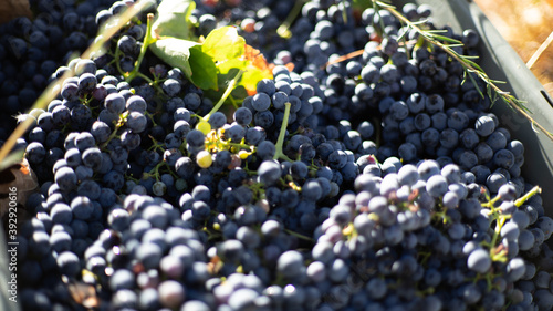 Grape from vine plant. Wine making season in the vineyard