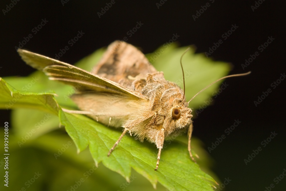 Fotografija moth Silver Y Autographa gamma on a leaf