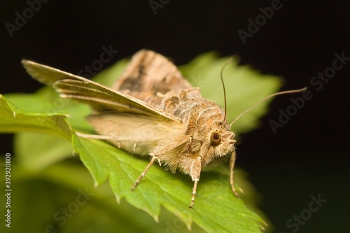 Schilderij op canvas moth Silver Y Autographa gamma on a leaf