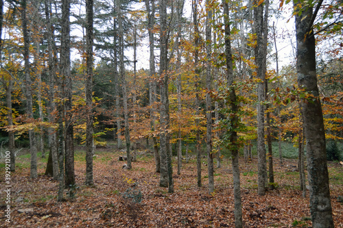 La Foresta Fiorentini a Bultei