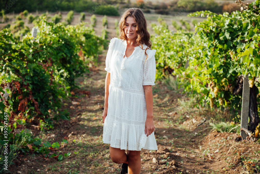 beautiful fashionable woman in a dress collects grapes in a vineyard beautiful fashionable woman in a dress collects grapes in a vineyard
