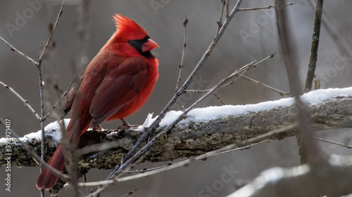 Fotografia Northern Cardinal in winter