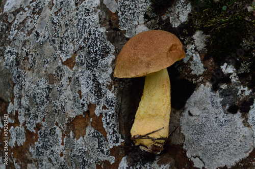 Esemplare di fungo Leccino photo