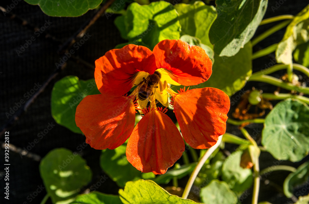Bee in a red and yellow flowers Bee in a red and yellow flowers